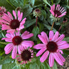 Echinacea | Sunmagic Vintage Hot Pink | Outdoor Plant