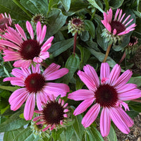 Echinacea | Sunmagic Vintage Hot Pink | Outdoor Plant