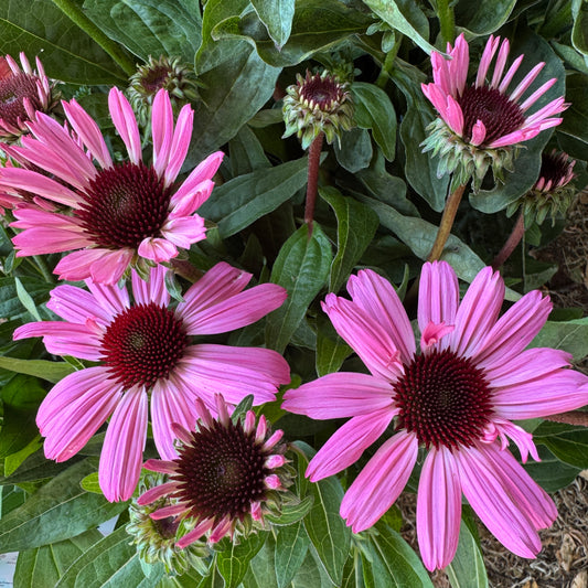 Echinacea | Sunmagic Vintage Hot Pink | Outdoor Plant | Outdoor Plants