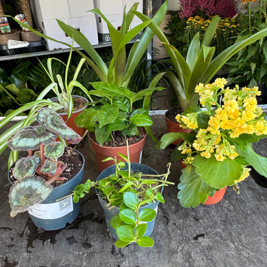 Rescue Me! Box 95 | Indoor Plants