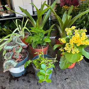 Rescue Me! Box 95 - Indoor Plant