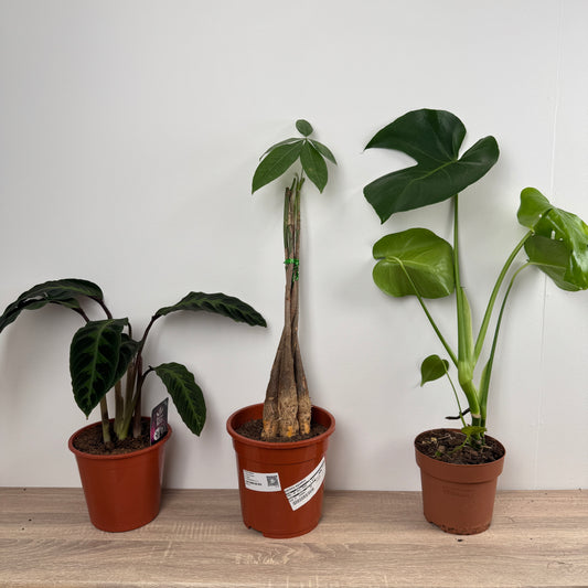 Rescue Me! Tall Box C | Perfect Plants for Under £50