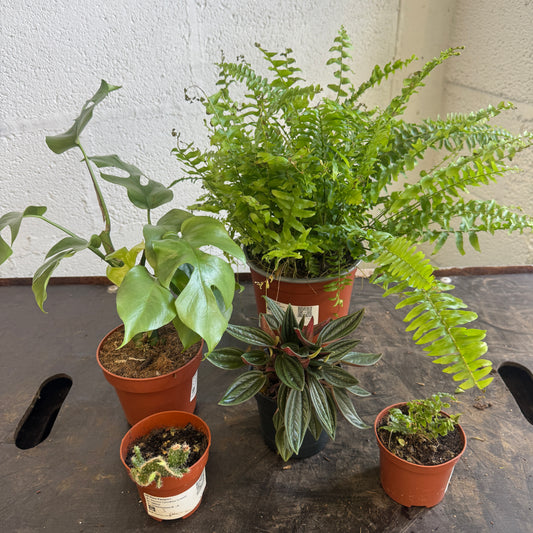 Rescue Me! Box 20 | Indoor Plants