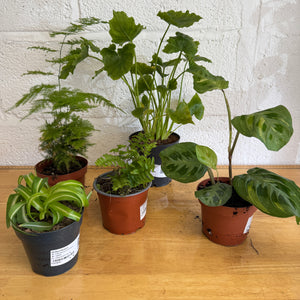 Rescue Me! Box H - Indoor Plant