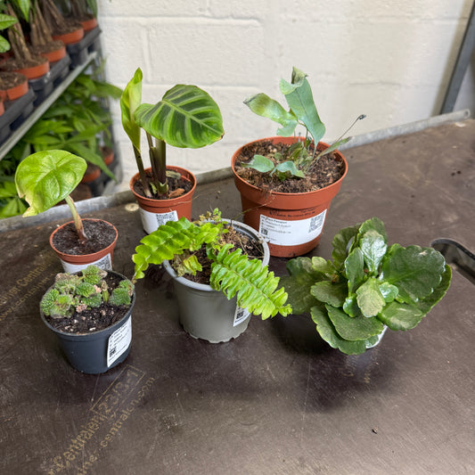 Rescue Me! Box K | Perfect Plants for Under £30