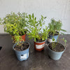 Garden Rescue Me! Box 5