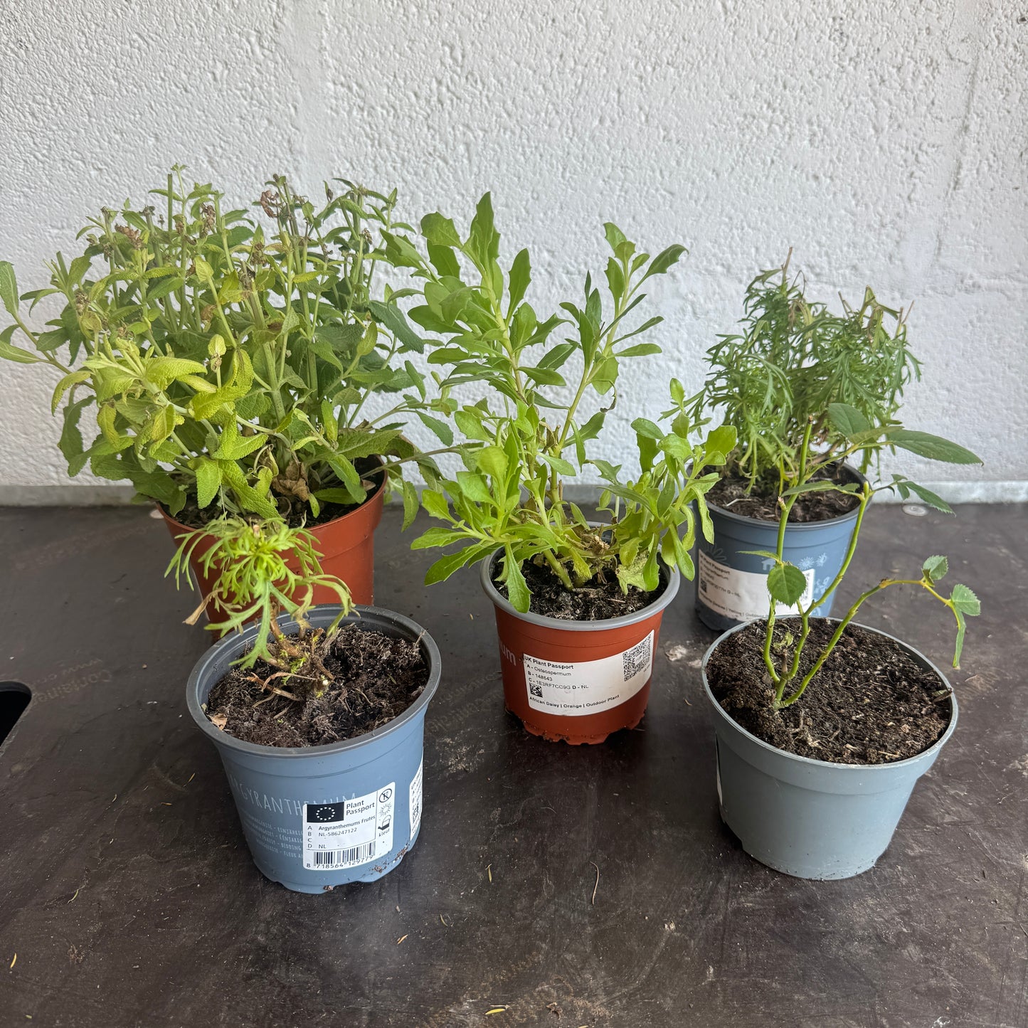 Garden Rescue Me! Box 5