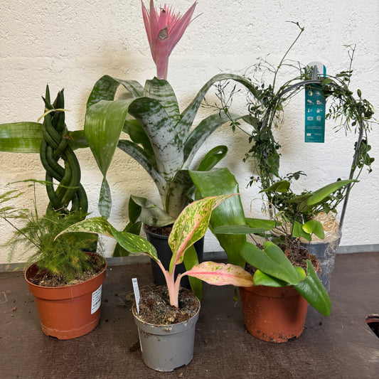 Rescue Me! Box 10 | Indoor Plants On Sale