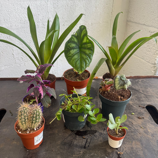 Rescue Me! Box 92 | Indoor Plants