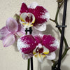Phalaenopsis Orchid | Merlot