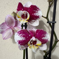 Phalaenopsis Orchid | Merlot