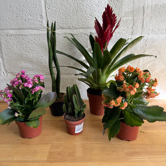 Rescue Me! Box 4 | Perfect Plants for Under £50