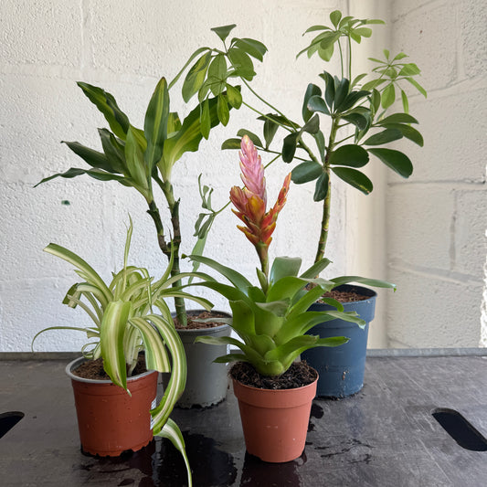 Rescue Me! Box 9 | Perfect Plants for Under £50