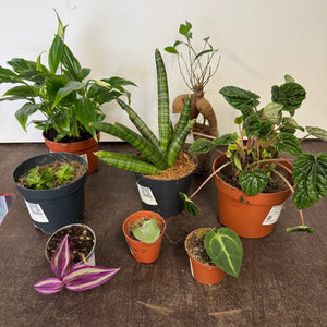 Rescue Me! Box A - Indoor Plant