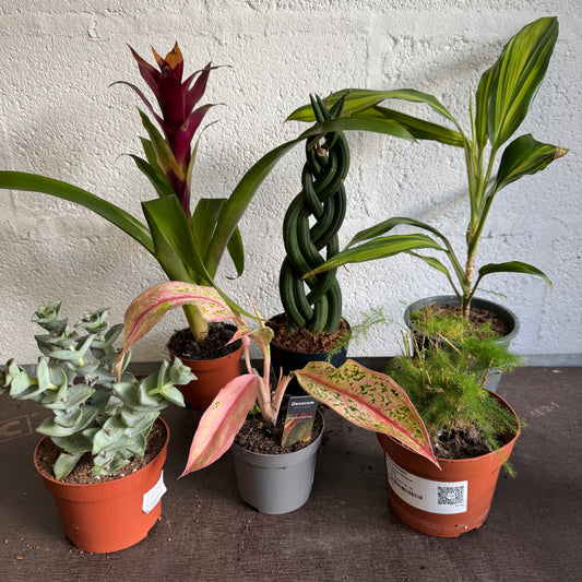 Rescue Me! Box 9 | Indoor Plants On Sale