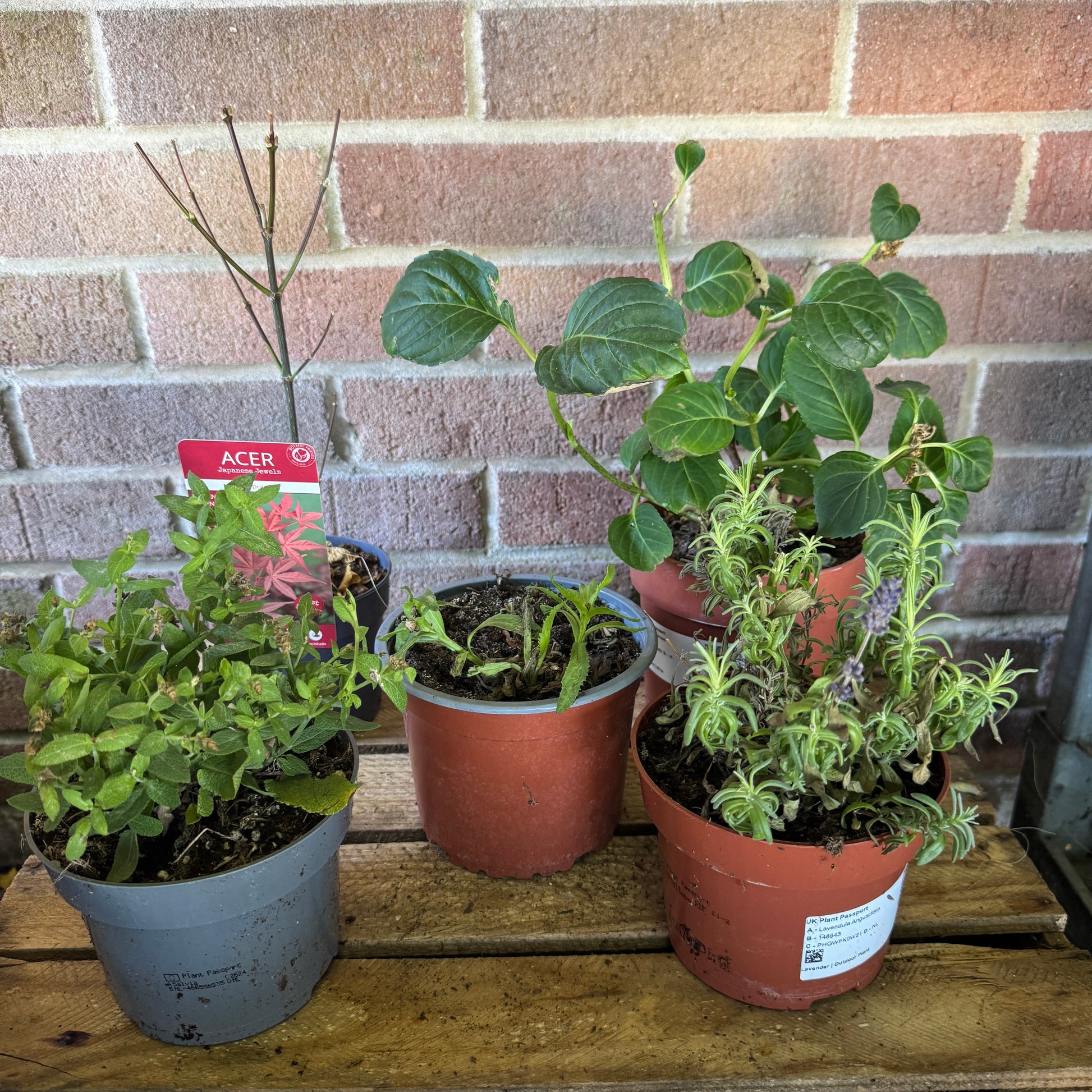 Garden Rescue Me! Box 8
