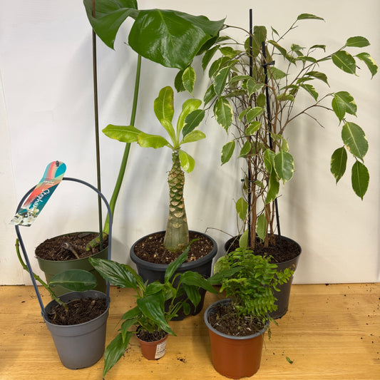 Rescue Me! Box N | Indoor Plants