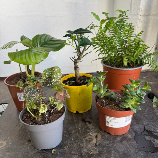 Rescue Me! Box K | Clearance Plants