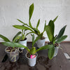 Speciality Orchid Rescue Me! Box 35