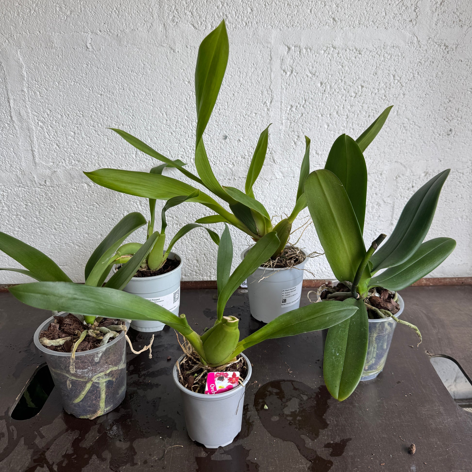 Speciality Orchid Rescue Me! Box 35