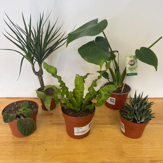 Rescue Me! Box A | Indoor Plants