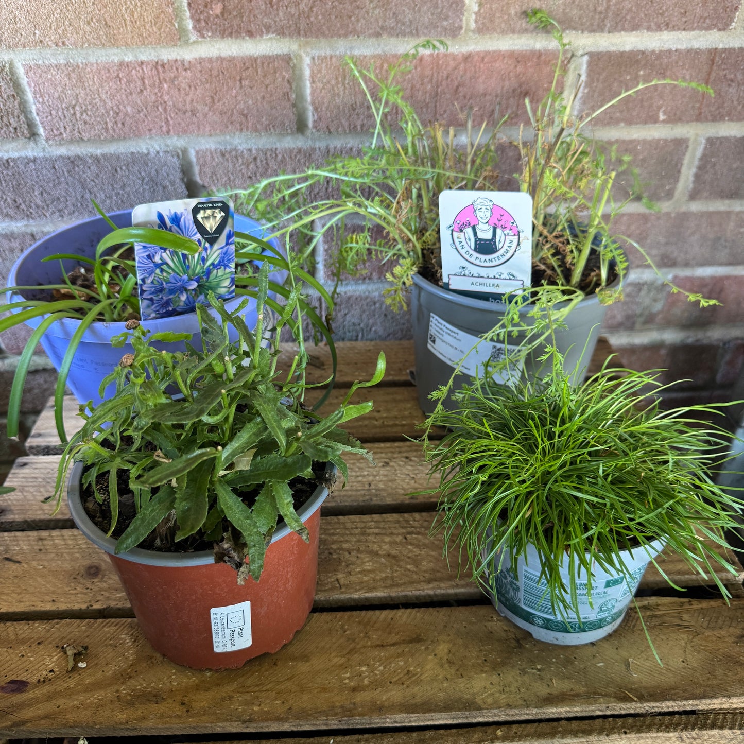 Garden Rescue Me! Box 14