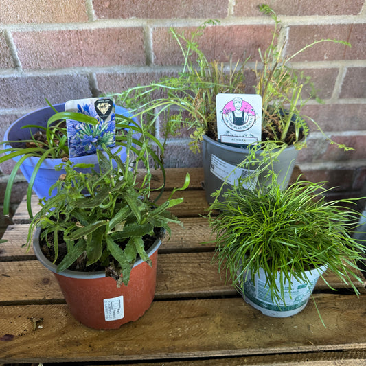 Garden Rescue Me! Box 14 | Clearance Plants