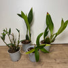 Speciality Orchid Rescue Me! Box 6