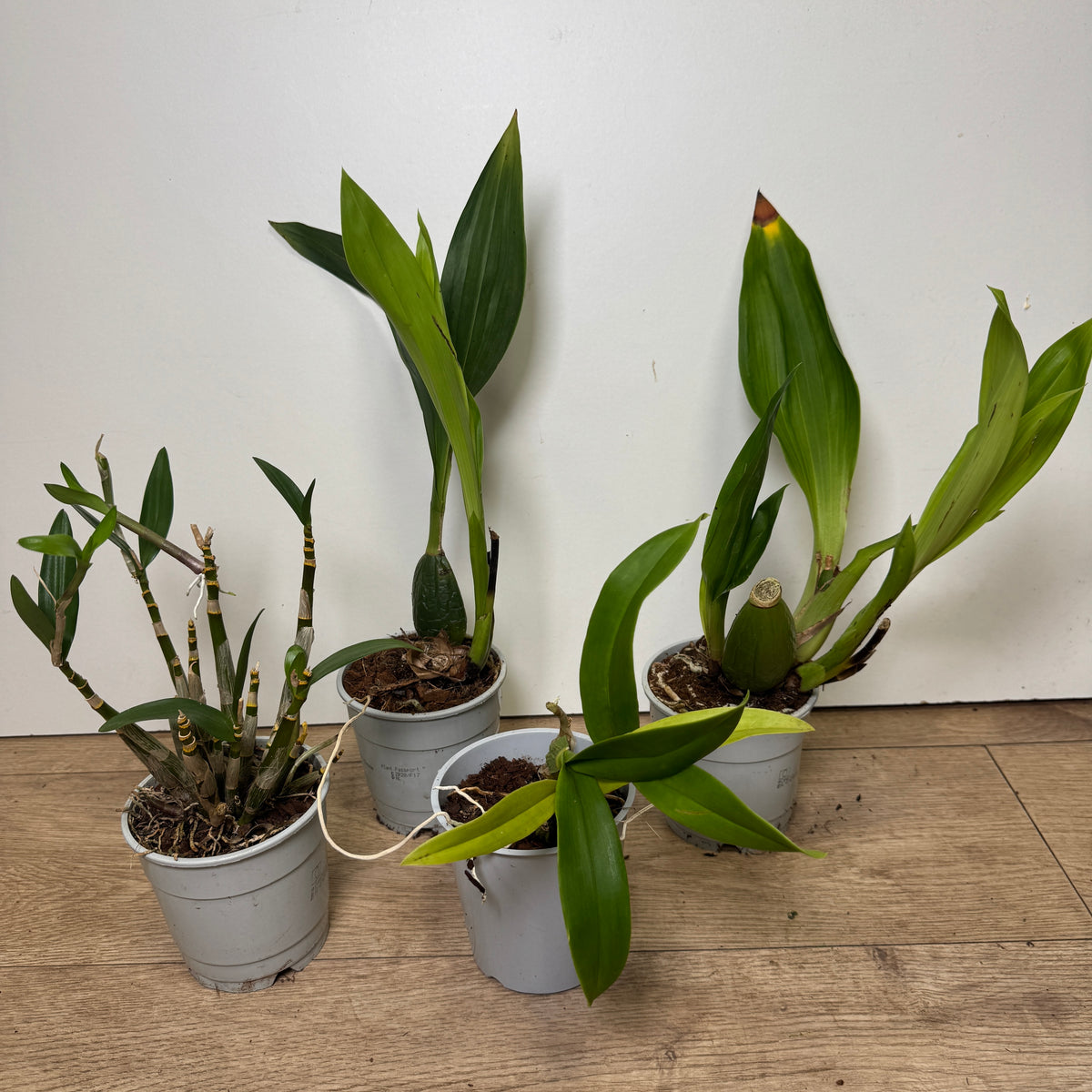 Speciality Orchid Rescue Me! Box 6