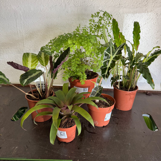 Rescue Me! Box 81 | Indoor Plants On Sale