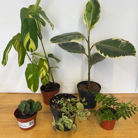 Rescue Me! Box E | Indoor Plants