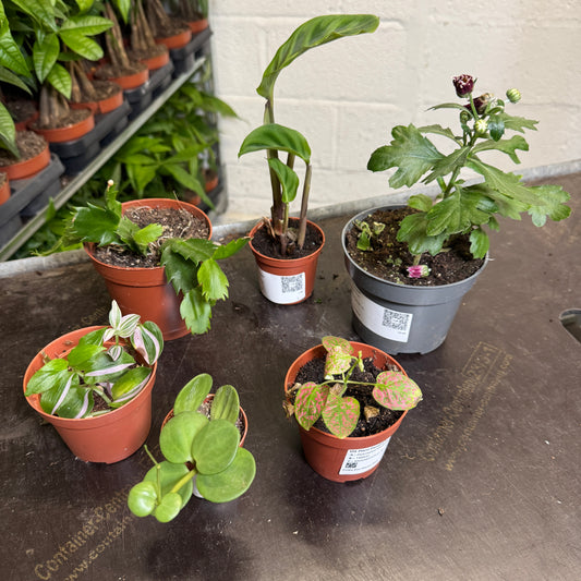 Rescue Me! Box L | Perfect Plants for Under £30