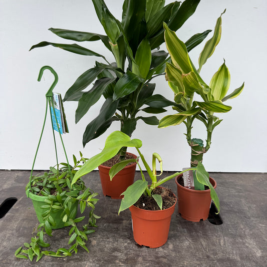 Rescue Me! Box 3 | Indoor Plants On Sale