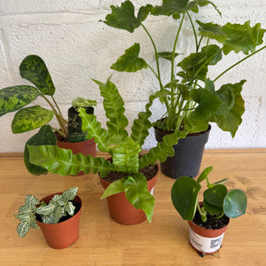 Rescue Me! Box T - Indoor Plant
