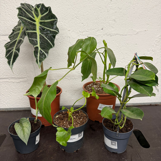 Rescue Me! Box D | Indoor Plants On Sale