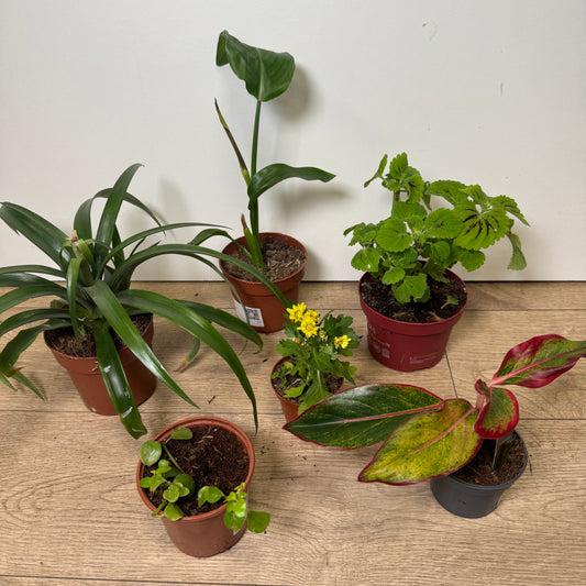 Rescue Me! Box 4 | Houseplant Moving Sale