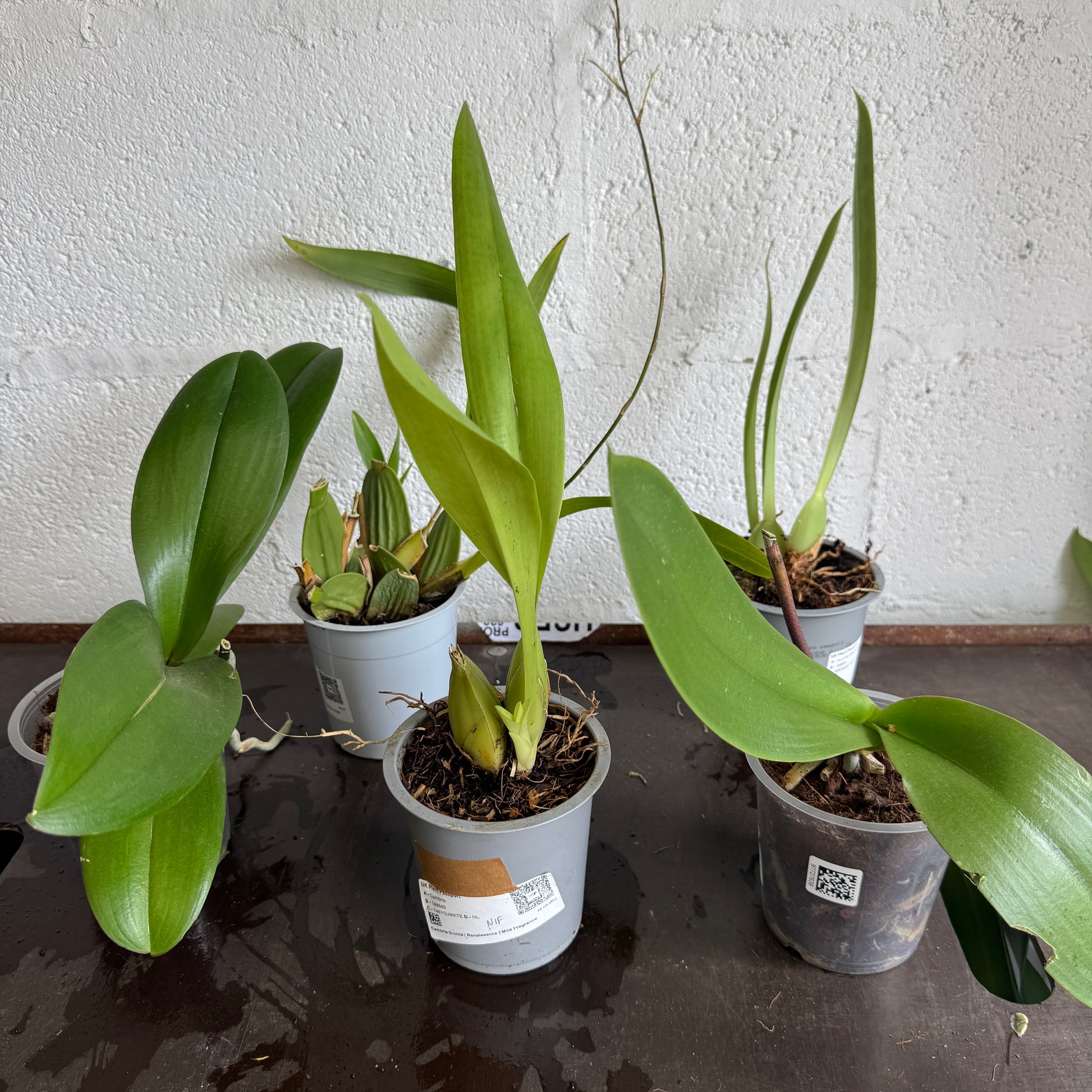 Speciality Orchid Rescue Me! Box 38