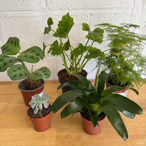 Rescue Me! Box M - Indoor Plant