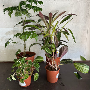 Rescue Me! Box 2 - Indoor Plant
