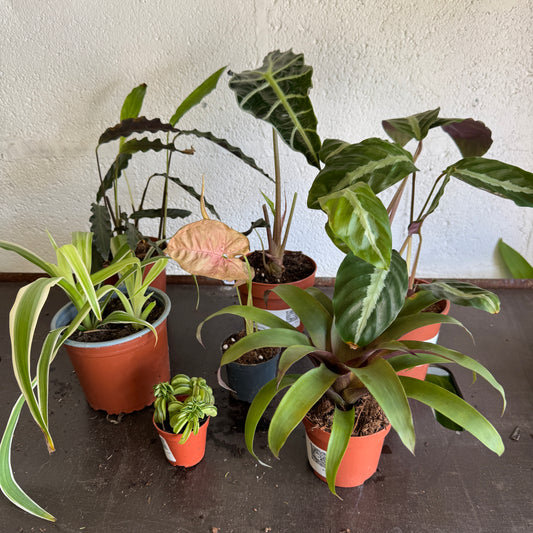 Rescue Me! Box 92 | Indoor Plants On Sale