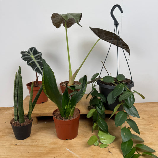 Rescue Me! Box D | Houseplant Moving Sale