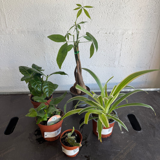 Rescue Me! Box 8 | Indoor Plants