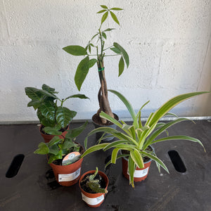 Rescue Me! Box 33 - Indoor Plant