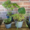 Garden Rescue Me! Box 12