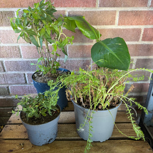 Garden Rescue Me! Box 12 - Indoor Plant