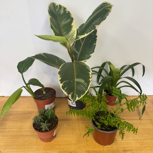 Rescue Me! Box D | Indoor Plants