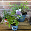 Garden Rescue Me! Box 1