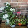 Garden Rescue Me! Box 4