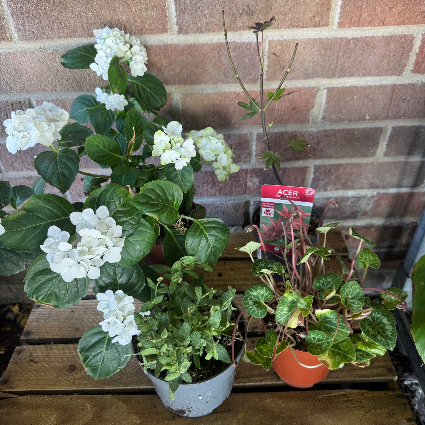 Garden Rescue Me! Box 4