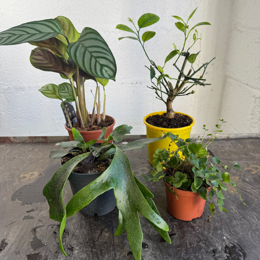 Rescue Me! Box M | Clearance Plants